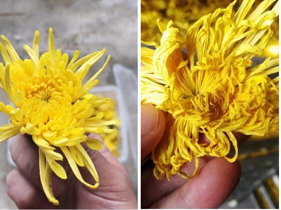  廣東瑞星烘干熱泵，頂級金絲皇菊的締造者