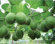 【烘干篇】你知道羅漢果華麗“變身”的秘笈嗎？
