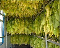 瑞星高科助力煙草烘干業(yè)完成“工業(yè)革命”！
